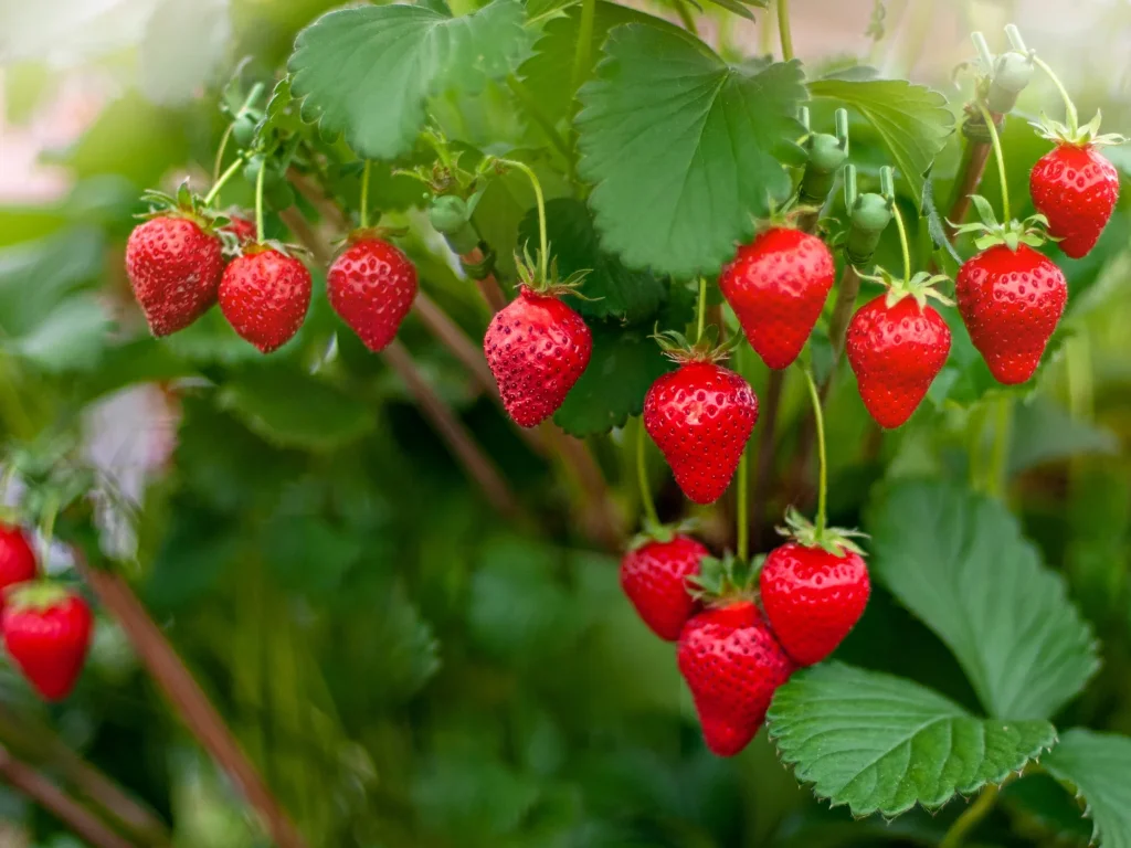 Strawberry dessert
